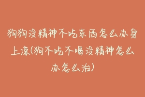 狗狗没精神不吃东西怎么办身上凉(狗不吃不喝没精神怎么办怎么治)