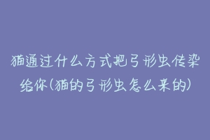 猫通过什么方式把弓形虫传染给你(猫的弓形虫怎么来的)