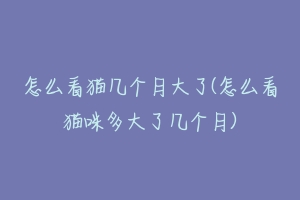 怎么看猫几个月大了(怎么看猫咪多大了几个月)