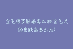 金毛得皮肤病怎么治(金毛犬的皮肤病怎么治)