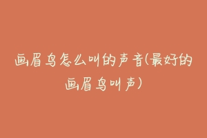 画眉鸟怎么叫的声音(最好的画眉鸟叫声)