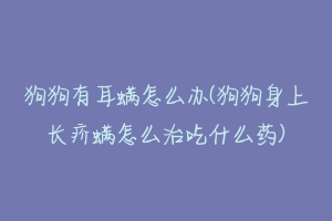 狗狗有耳螨怎么办(狗狗身上长疥螨怎么治吃什么药)