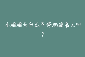 小猫猫为什么不停地缠着人叫？