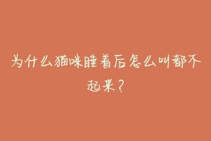 为什么猫咪睡着后怎么叫都不起来？