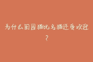 为什么田园猫比名猫还受欢迎？