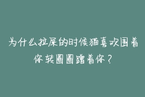 为什么拉屎的时候猫喜欢围着你转圈圈蹭着你？