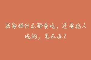 我家猫什么都爱吃，还要抢人吃的，怎么办？