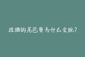 捏猫的尾巴骨为什么会跑？