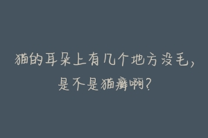 猫的耳朵上有几个地方没毛，是不是猫癣啊？