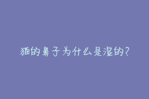 猫的鼻子为什么是湿的？