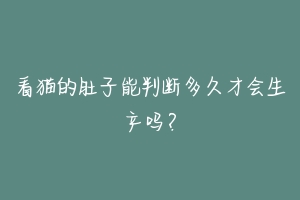 看猫的肚子能判断多久才会生产吗？