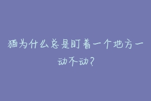 猫为什么总是盯着一个地方一动不动？