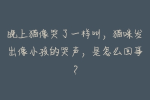 晚上猫像哭了一样叫，猫咪发出像小孩的哭声，是怎么回事？