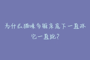 为什么猫咪多躲床底下一直抓它一直跑？