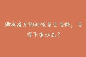 猫咪换牙的时候是会变懒，变得不爱动么？