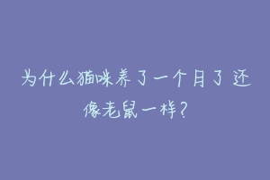 为什么猫咪养了一个月了 还像老鼠一样？