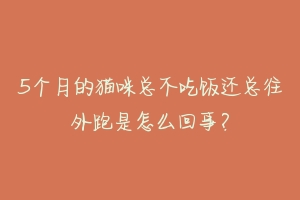 5个月的猫咪总不吃饭还总往外跑是怎么回事？