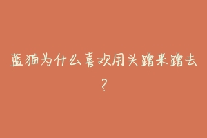 蓝猫为什么喜欢用头蹭来蹭去？