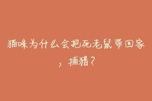 猫咪为什么会把死老鼠带回家，捕猎？