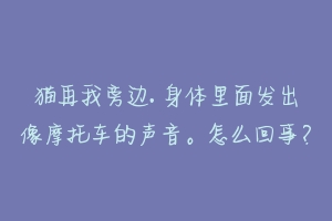 猫再我旁边. 身体里面发出像摩托车的声音。怎么回事？