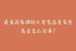 摸着我家猫的头感觉温度有些高是怎么回事？