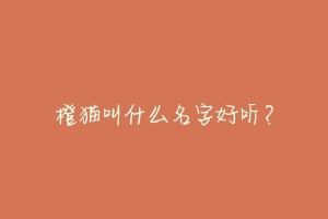 橙猫叫什么名字好听？