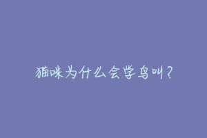 猫咪为什么会学鸟叫？