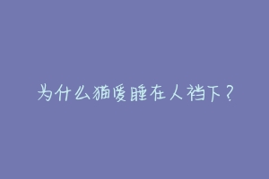 为什么猫爱睡在人裆下？