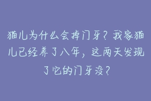 猫儿为什么会掉门牙？我家猫儿已经养了八年，这两天发现了它的门牙没？