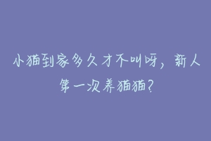 小猫到家多久才不叫呀，新人第一次养猫猫？