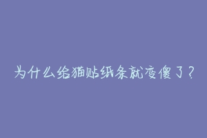 为什么给猫贴纸条就变傻了？