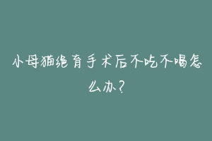 小母猫绝育手术后不吃不喝怎么办？