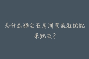 为什么猫会在房间里疯狂的跑来跑去？