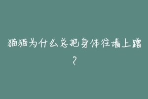 猫猫为什么总把身体往墙上蹭？