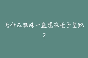 为什么猫咪一直想往柜子里跑？