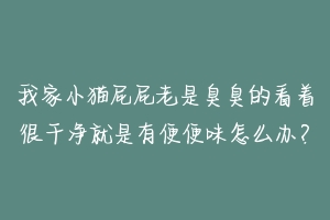 我家小猫屁屁老是臭臭的看着很干净就是有便便味怎么办？