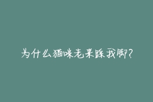 为什么猫咪老来踩我脚？