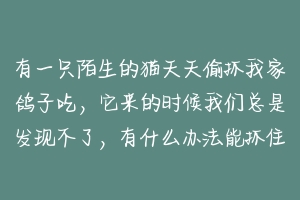 有一只陌生的猫天天偷抓我家鸽子吃，它来的时候我们总是发现不了，有什么办法能抓住它？