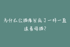 为什么公猫像发疯了一样一直追着母猫？