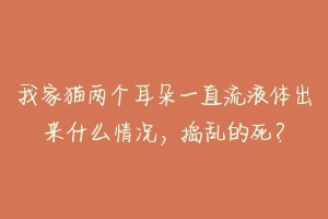 我家猫两个耳朵一直流液体出来什么情况，捣乱的死？