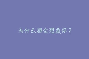 为什么猫会想摸你？