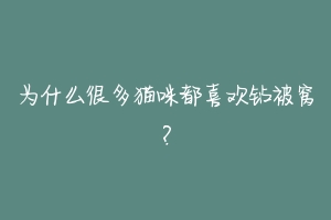 为什么很多猫咪都喜欢钻被窝？