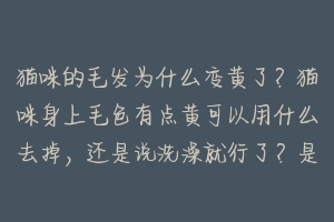 猫咪的毛发为什么变黄了？猫咪身上毛色有点黄可以用什么去掉，还是说洗澡就行了？是不是弄脏啦？