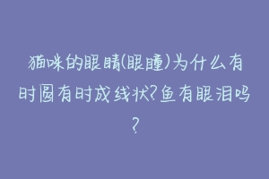 猫咪的眼睛(眼瞳)为什么有时圆有时成线状?鱼有眼泪吗？