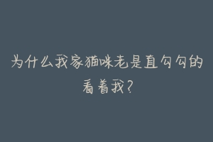 为什么我家猫咪老是直勾勾的看着我？