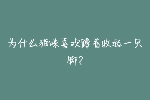 为什么猫咪喜欢蹲着收起一只脚？