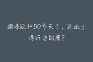 猫咪配种50多天了，这肚子像怀孕的麽？