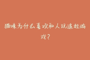 猫咪为什么喜欢和人玩追赶游戏？