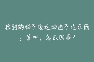 捡到的猫不爱走动也不吃东西，爱叫，怎么回事？