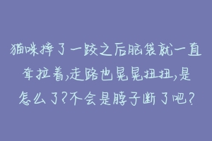 猫咪摔了一跤之后脑袋就一直耷拉着,走路也晃晃扭扭,是怎么了?不会是脖子断了吧？